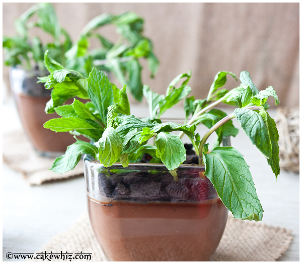 Chocolate Pudding Pots CakeWhiz