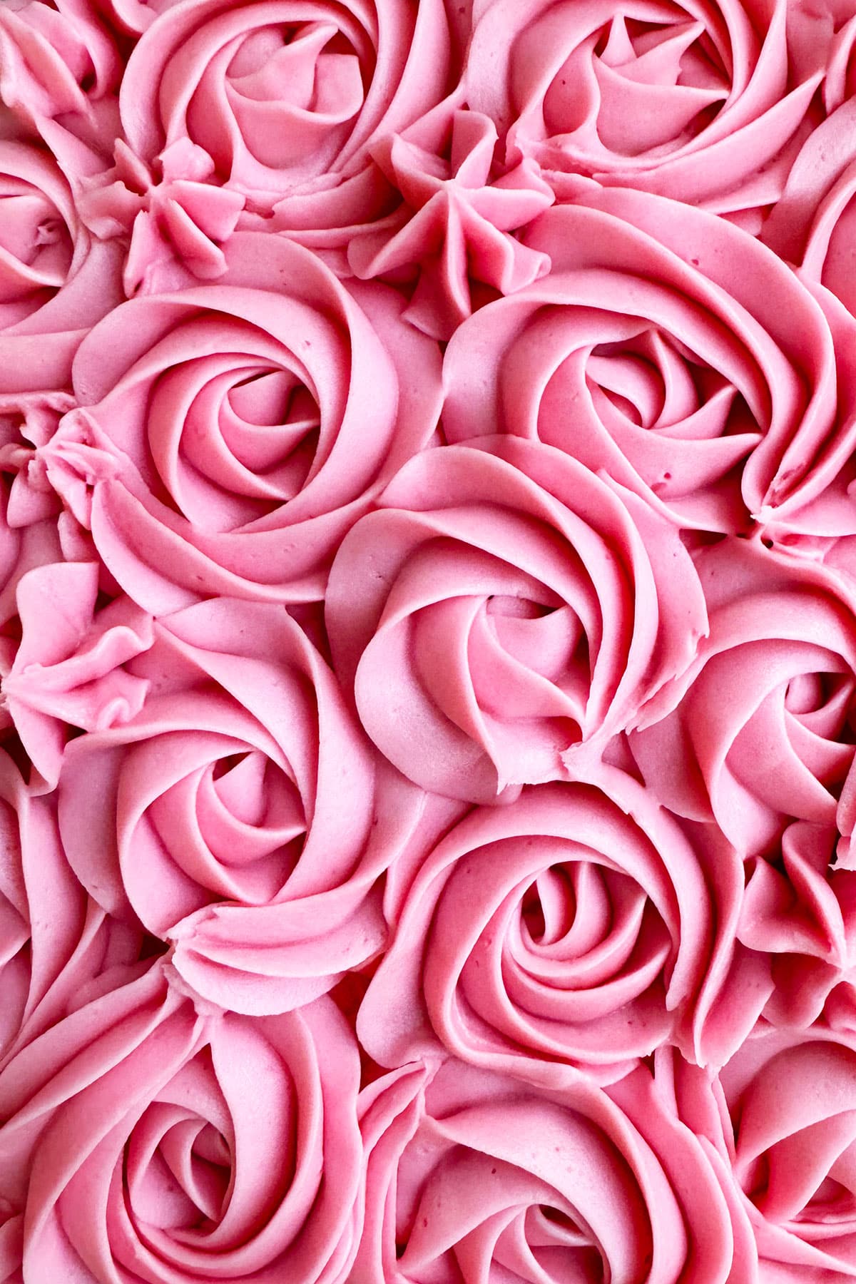 Closeup Shot of Piped Pink Buttercream Roses. 